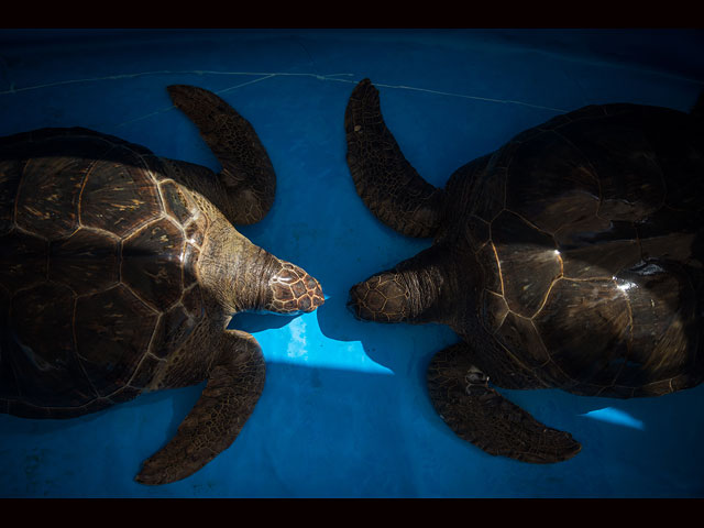 "Банный день" в Центре спасения морских черепах