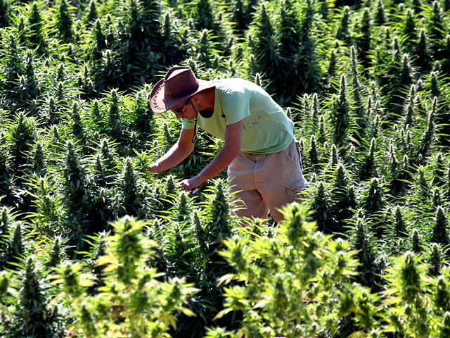 Израиль признал выращивание марихуаны отраслью сельского хозяйства    