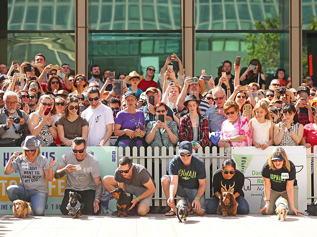"Октоберфест" по-собачьи: гонка такс в Мельбурне