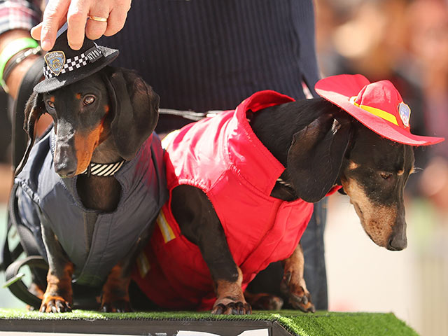 "Октоберфест" по-собачьи: гонка такс в Мельбурне