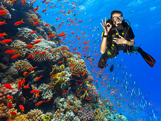 Египетские власти оштрафовали дайвинг-фирму за "убийство" коралловых рифов  