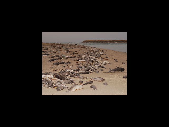 Массовая гибель рыб в устье реки на побережье Средиземного моря (архивное фото)  