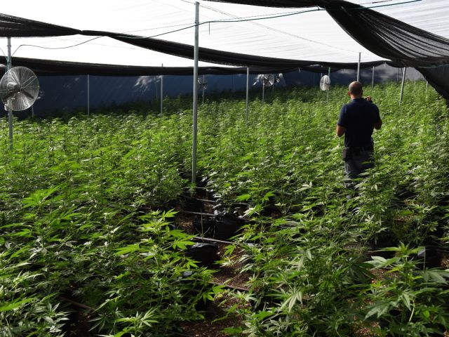 8 жителей Тель-Авива задержали с тонной марихуаны на 50 миллионов шекелей  