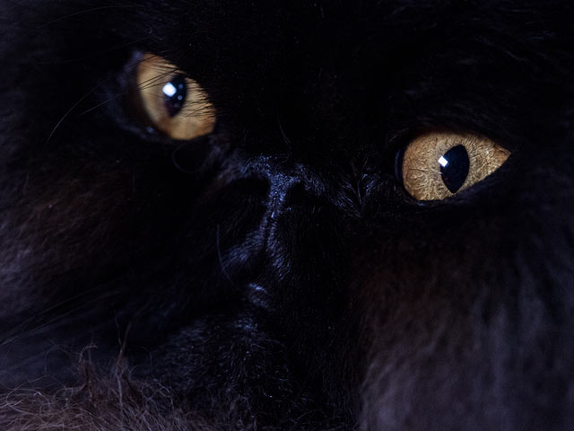 "Supreme Cat": самая крупная выставка кошек в Европе