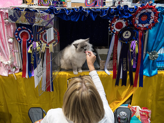 "Supreme Cat": самая крупная выставка кошек в Европе