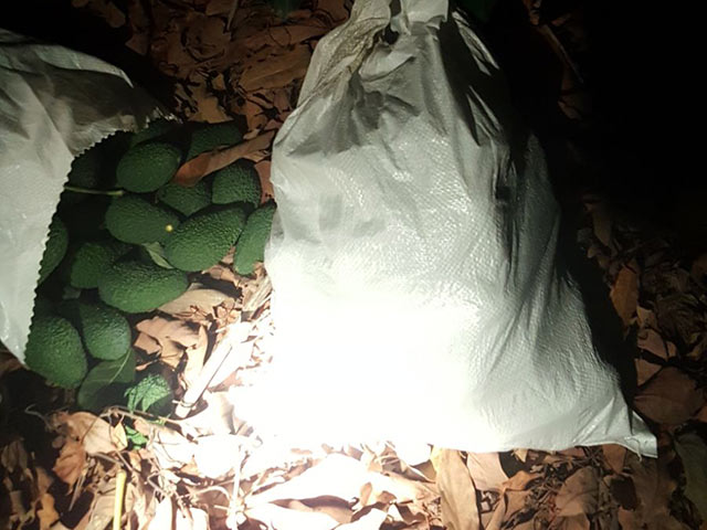 Полиция задержала похитителей авокадо в мошаве Амка  