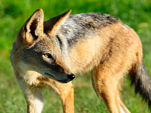 Шакал укусил 4-летнюю девочку в Бейт-Шеане
