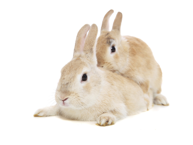     Польский минздрав призвал граждан размножаться по примеру кроликов