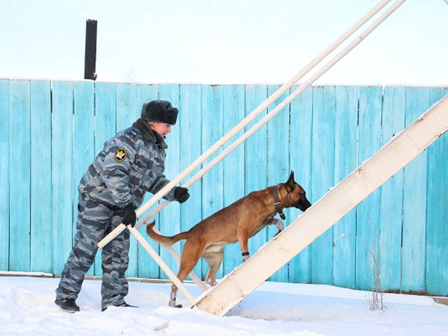 Две собаки, клонированные в Корее, приступили к охране заключенных в Якутии    