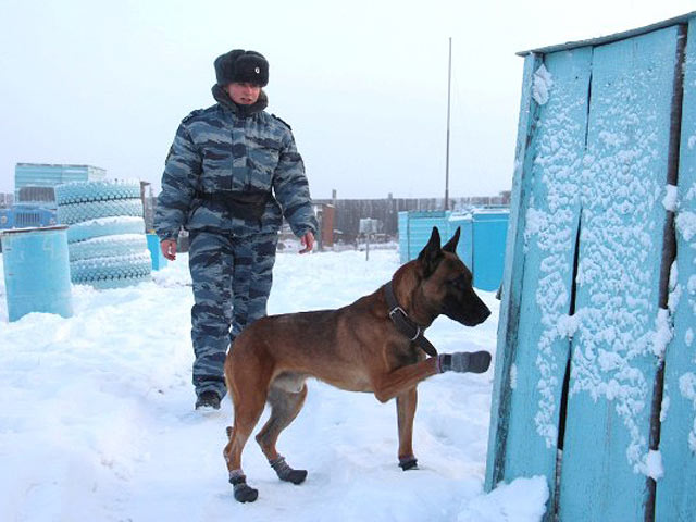 Две собаки, клонированные в Корее, приступили к охране заключенных в Якутии    