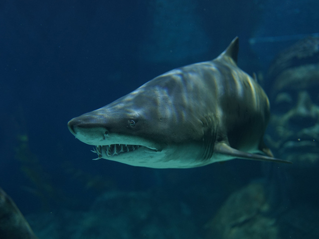 Американская туристка погибла в результате нападения акулы