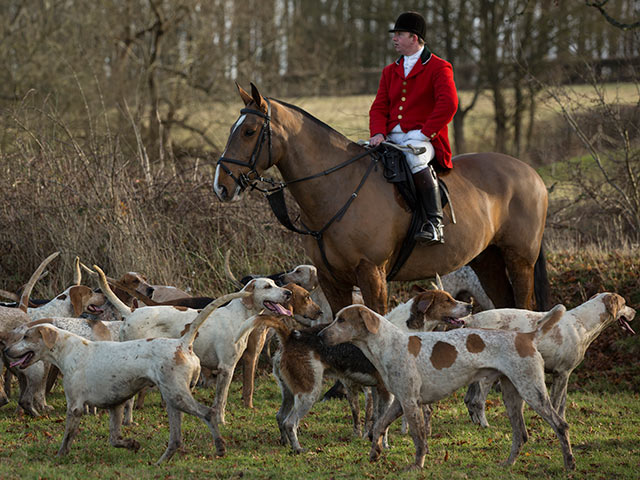 Вопреки запрету: традиционная охота  в лесах Британии