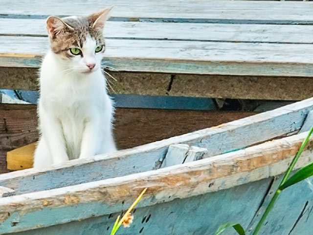 В Индийском океане спасли моряка, дрейфовавшего семь месяцев в компании кота  