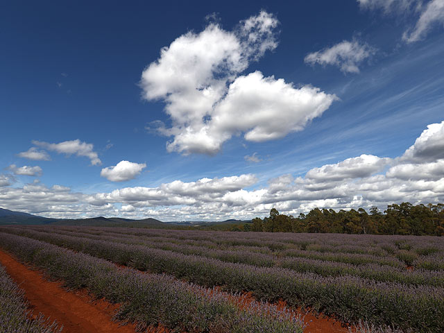 Лето в сиреневых тонах: цветение лаванды в Австралии