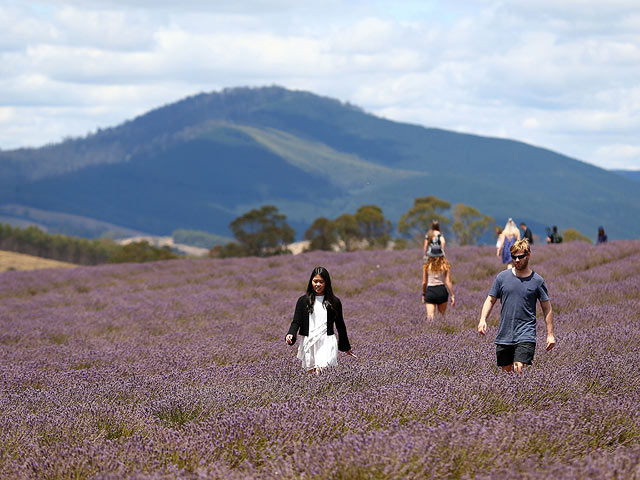 Лето в сиреневых тонах: цветение лаванды в Австралии