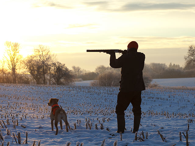 В Саратовской области собака застрелила охотника   (иллюстрация)