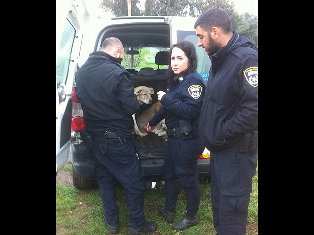 Сотрудники полиции провели операцию по спасению десятка бездомных щенков  