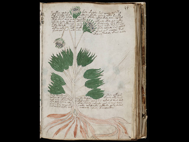 "Ботанический" раздел содержит изображения растений