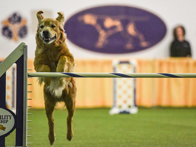 Westminster Kennel Club Holds Agility Championship  