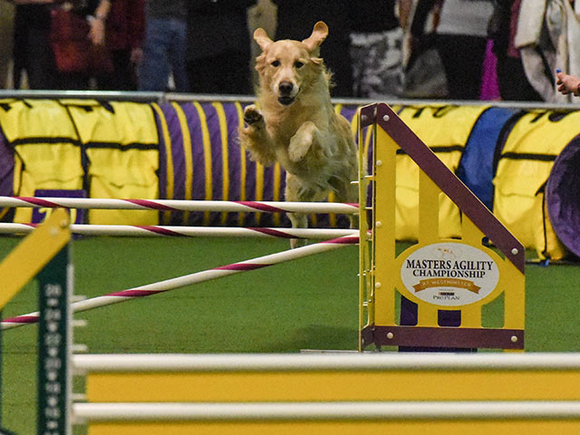 Westminster Kennel Club Holds Agility Championship  