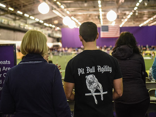 Westminster Kennel Club Holds Agility Championship  
