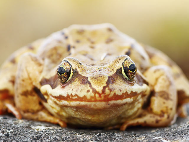 В Боливии зоологи ищут для лягушки Ромео пару на сайте знакомств  