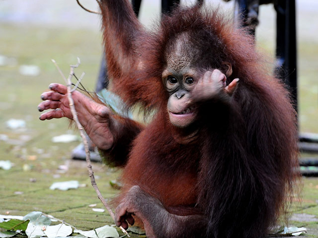 100 тысяч орангутанов были убиты за 16 лет на острове Борнео