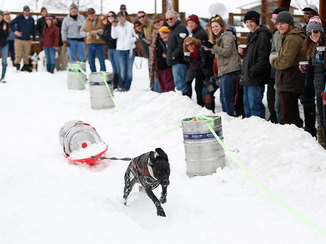 "Пивной" забег: собачьи гонки в Монтане