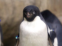 На отдаленных островах Антарктики были обнаружены полтора миллиона пингвинов