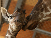 Библейский зоопарк просит помочь придумать имя для новорожденной жирафы 