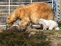 Впервые за четверть века в Британии родился полярный медведь. Фоторепортаж 
