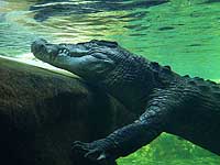 В одном из бассейнов Флориды был обнаружен трехметровый аллигатор  