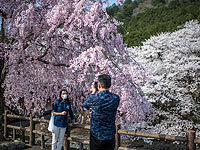 "Ханами": скоротечность жизни в вишневых садах Японии