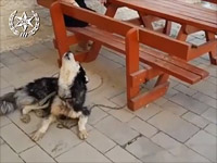 Песня потерявшегося хаски: собака при полицейских подпела знакомой мелодии