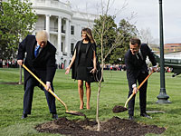 С лужайки Белого дома исчезло дерево, посаженное Эммануэлем Макроном  