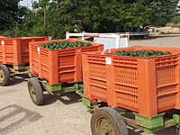 Полиция предотвратила хищение более двух тонн авокадо в Нес-Амим