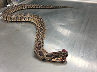 Житель севера страны госпитализирован после укуса змеи