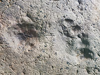 В Саудовской Аравии обнаружены отпечатки ступней, оставленные 85.000 лет назад
