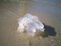 В Эйлатском заливе возросла концентрация медуз