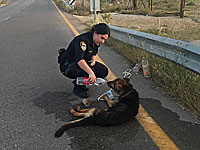 Полицейские спасли собаку, умиравшую у обочины дороги 