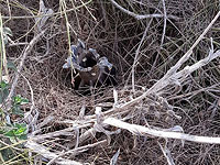 Снаряд, упавший на территории Израиля. 29 мая 2018 года