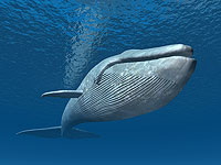 В Эйлате впервые наблюдали синего кита  (иллюстрация)