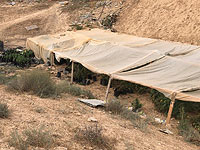 Возле шоссе &#8470;25 в Негеве обнаружена плантация конопли