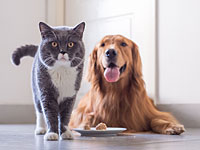 Ветеринары определили разницу во вкусовых предпочтениях у кошек и собак 