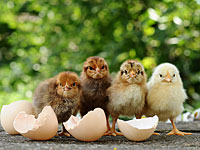 Инцидент в Грузии: цыплята появились из яиц, выброшенных на свалку 