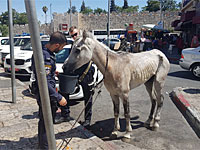 В Иерусалиме полицейские задержали подростков, катавшихся на изможденной лошади
