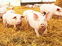 Министерство сельского хозяйства рассматривает заявку на импорт свиней с Кипра