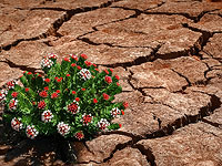   Засуха в Ираке, крестьянам запретили сеять