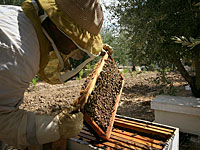 В северном Негеве пожарами уничтожено 200 пчелиных ульев