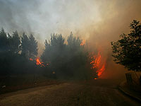Лесные пожары в Греции, десятки погибших  